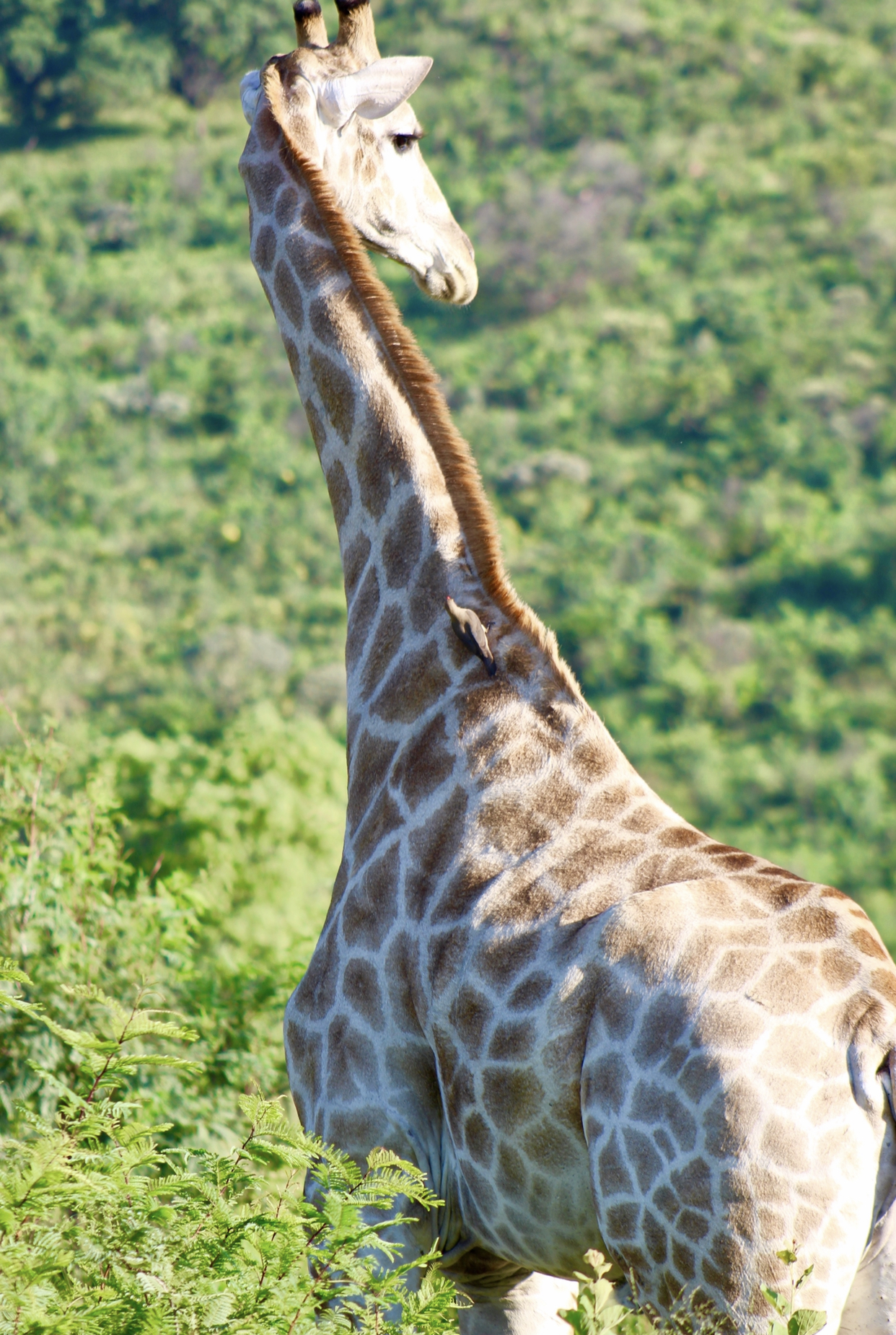 3 Days Kruger National Park Safari Adventure