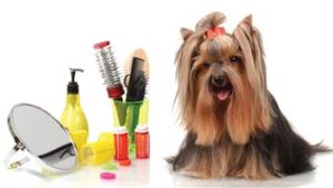Dog Spa