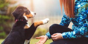 Dog Training