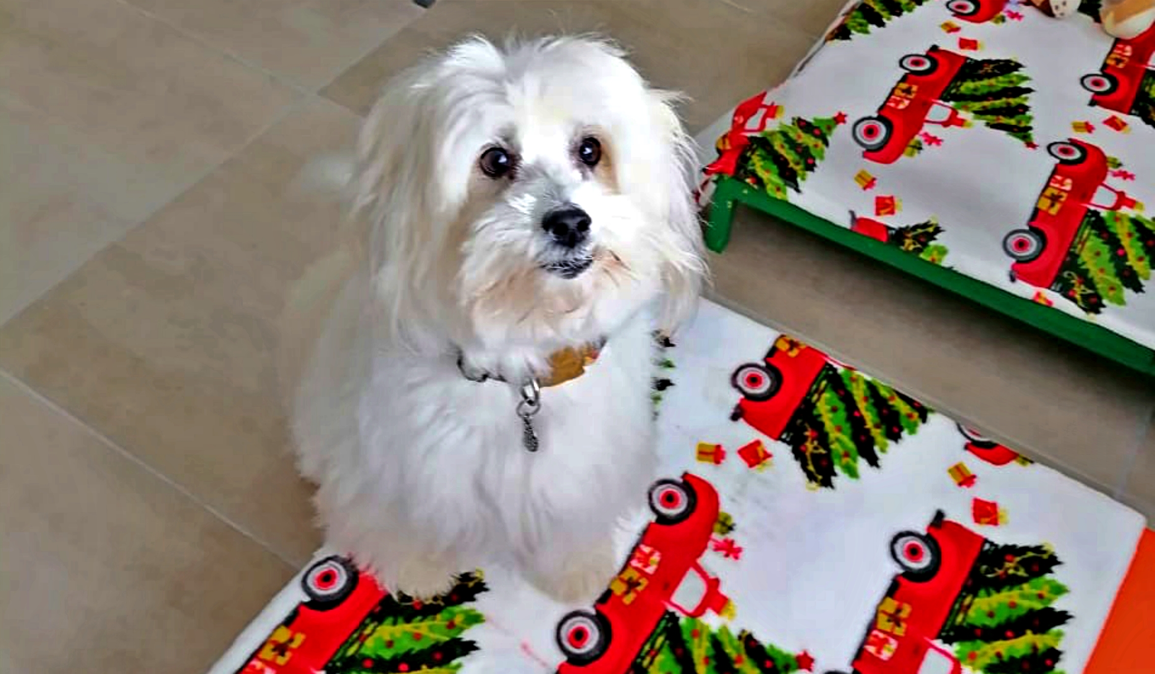 Dog Boarding
