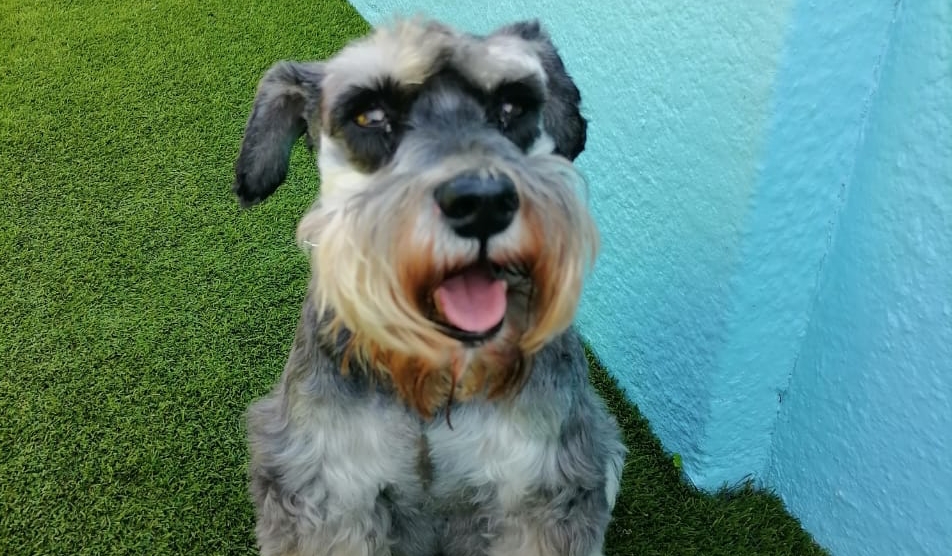 Dog DayCare