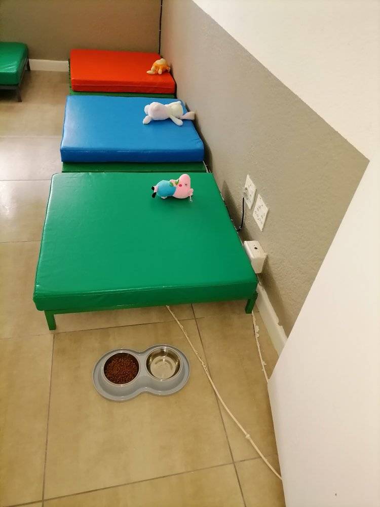 Dog Boarding 