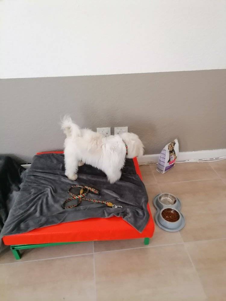 Dog Boarding 