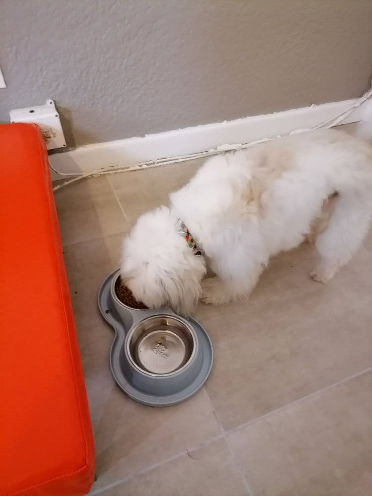 Dog Boarding 