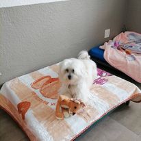 Dog Boarding 