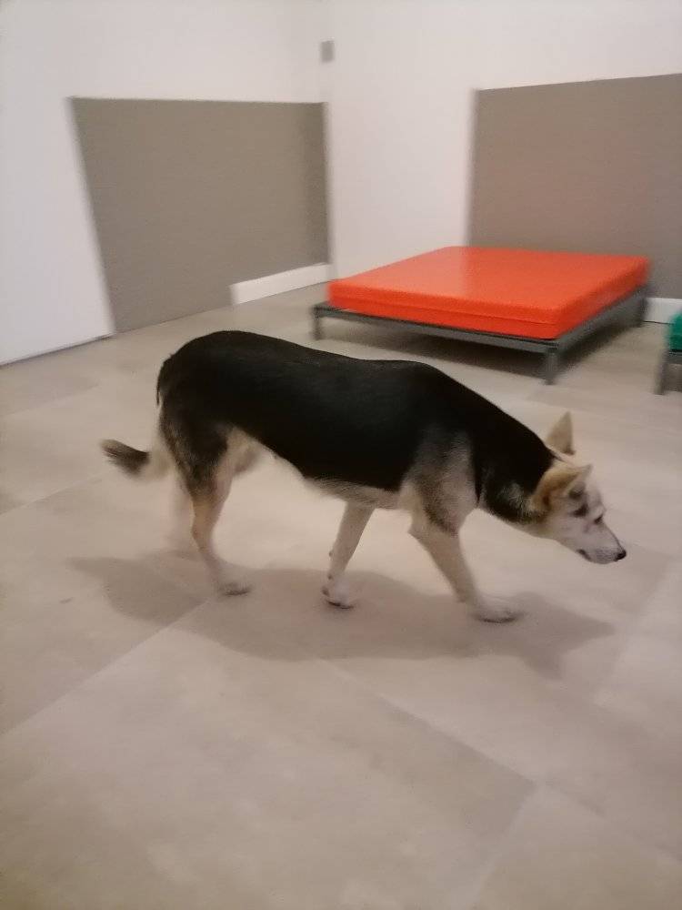 Dog Boarding 