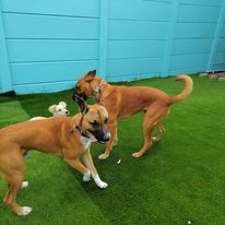 Dog DayCare