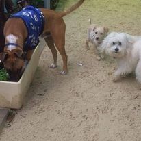 Dog DayCare