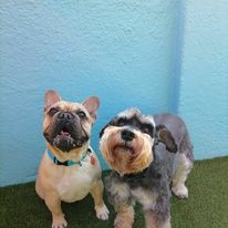 Dog DayCare
