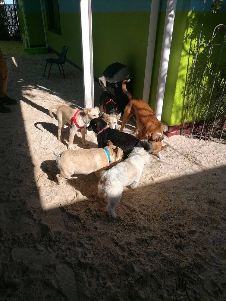 Dog DayCare