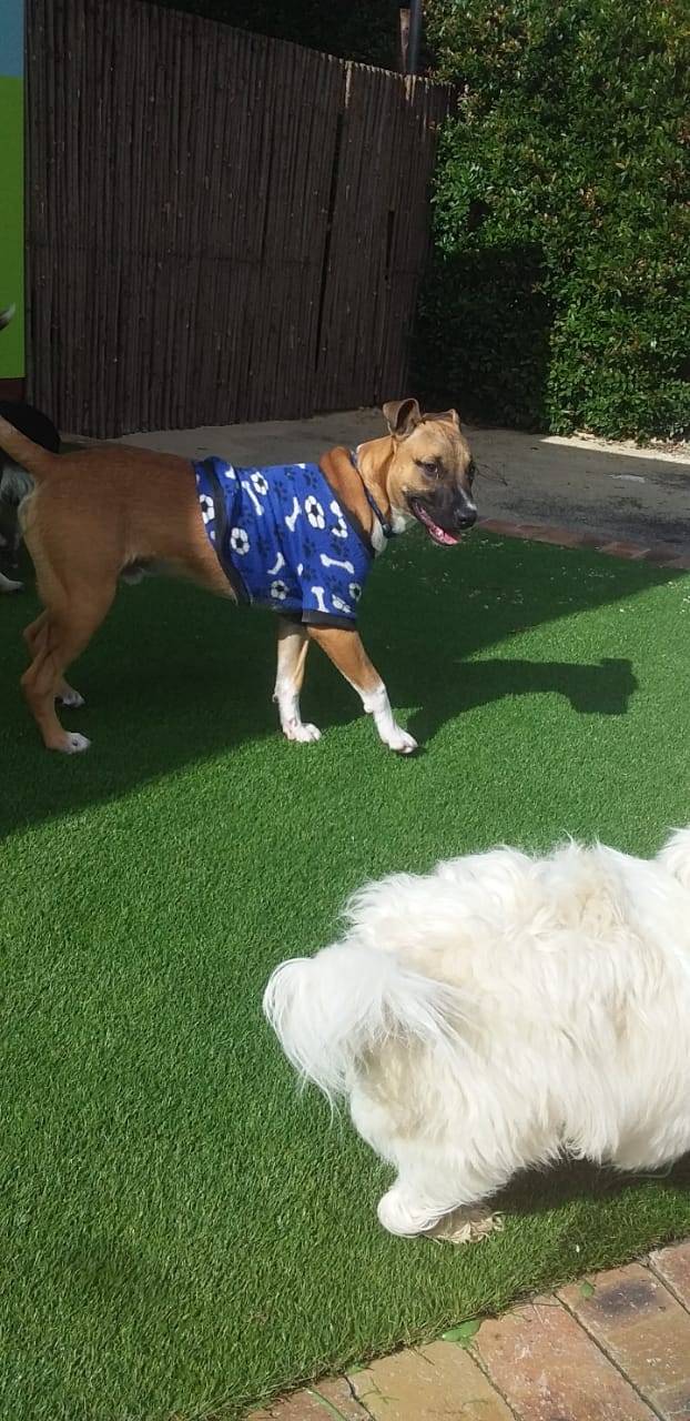 Dog DayCare