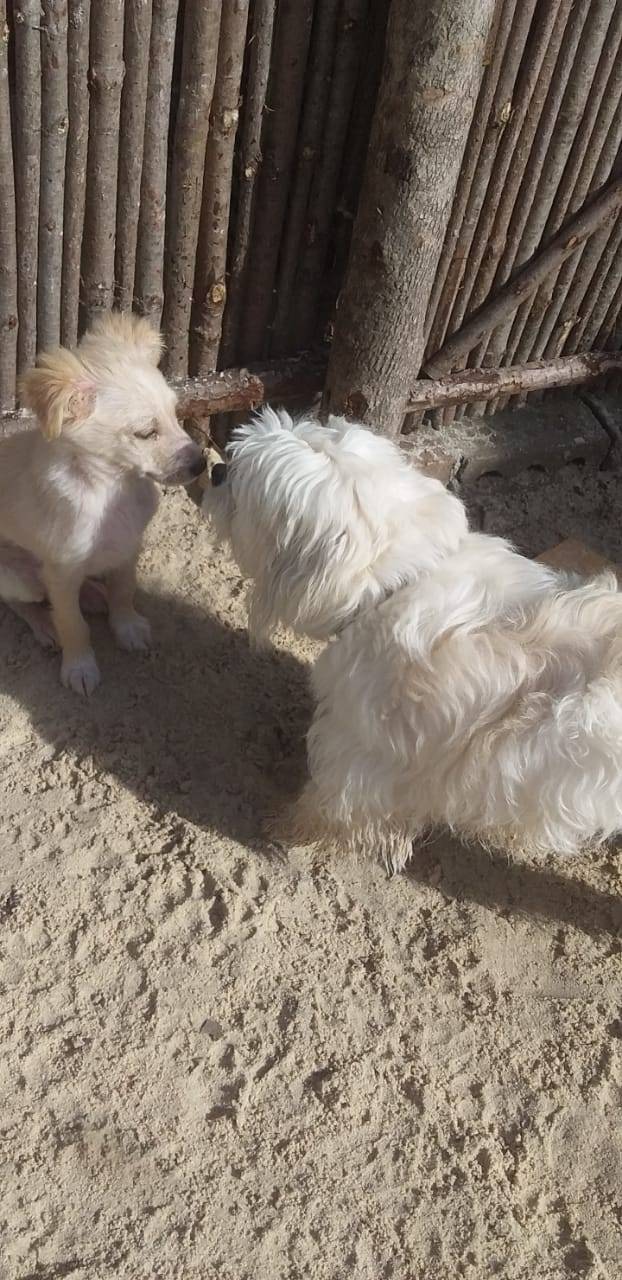 Dog DayCare