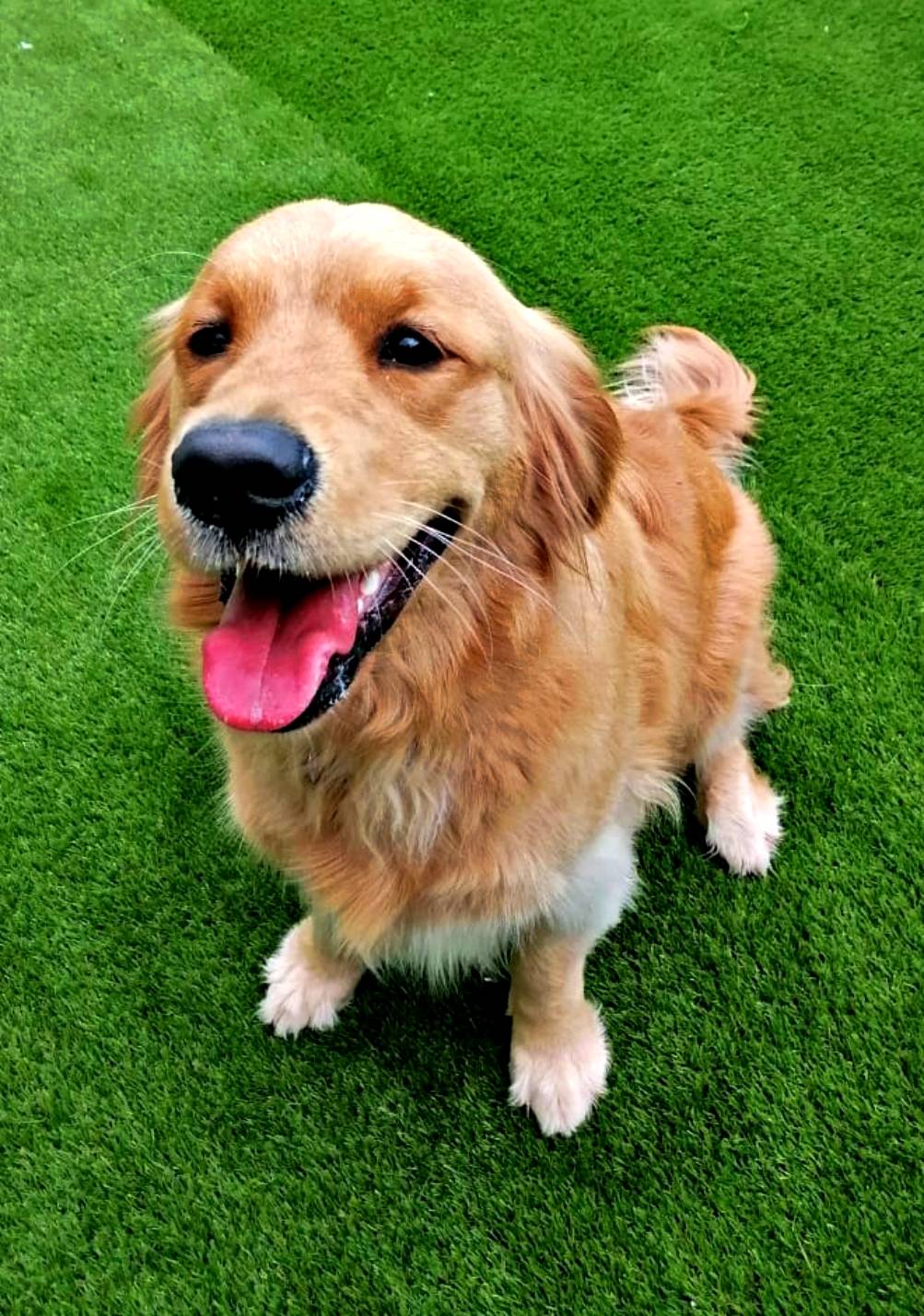 Dog DayCare