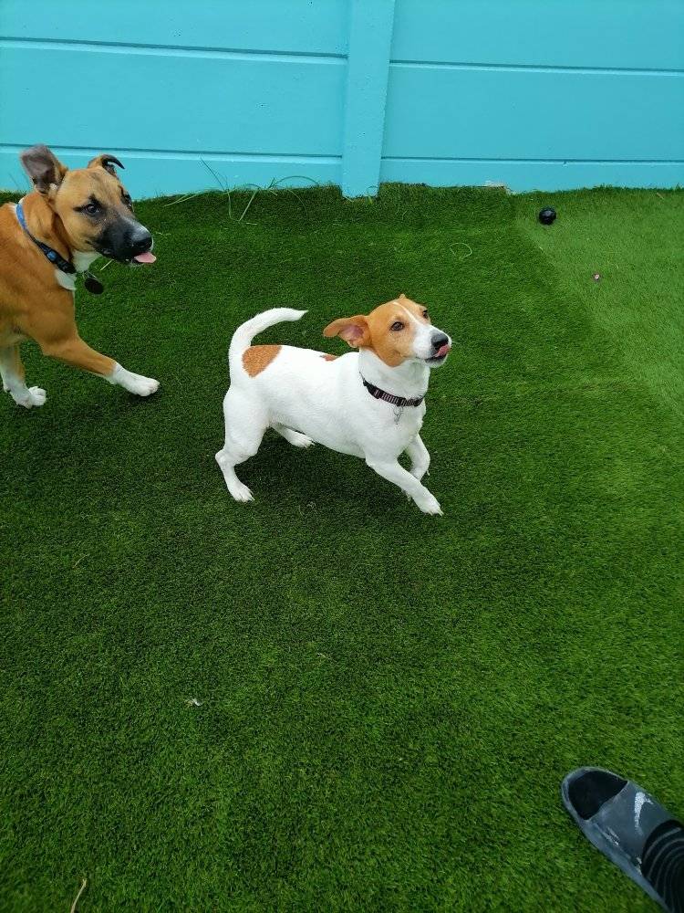 Dog DayCare