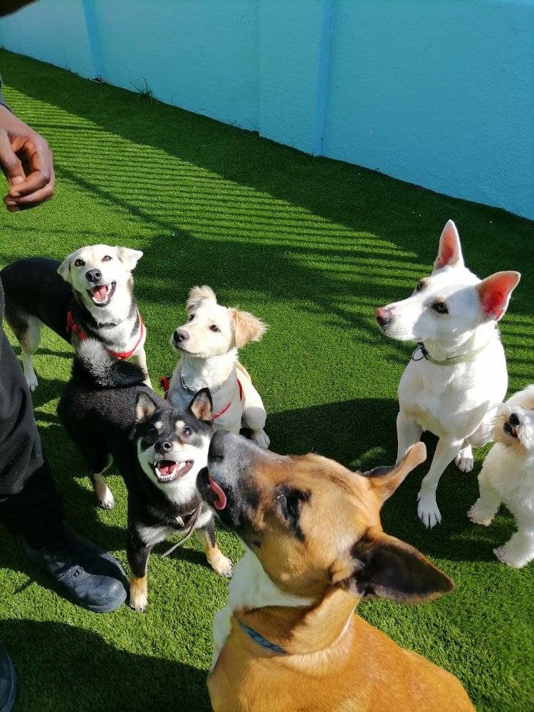 Dog DayCare