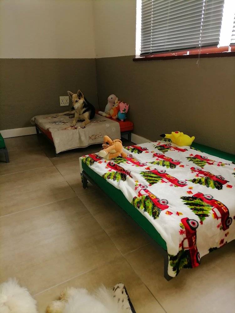 Dog Boarding 