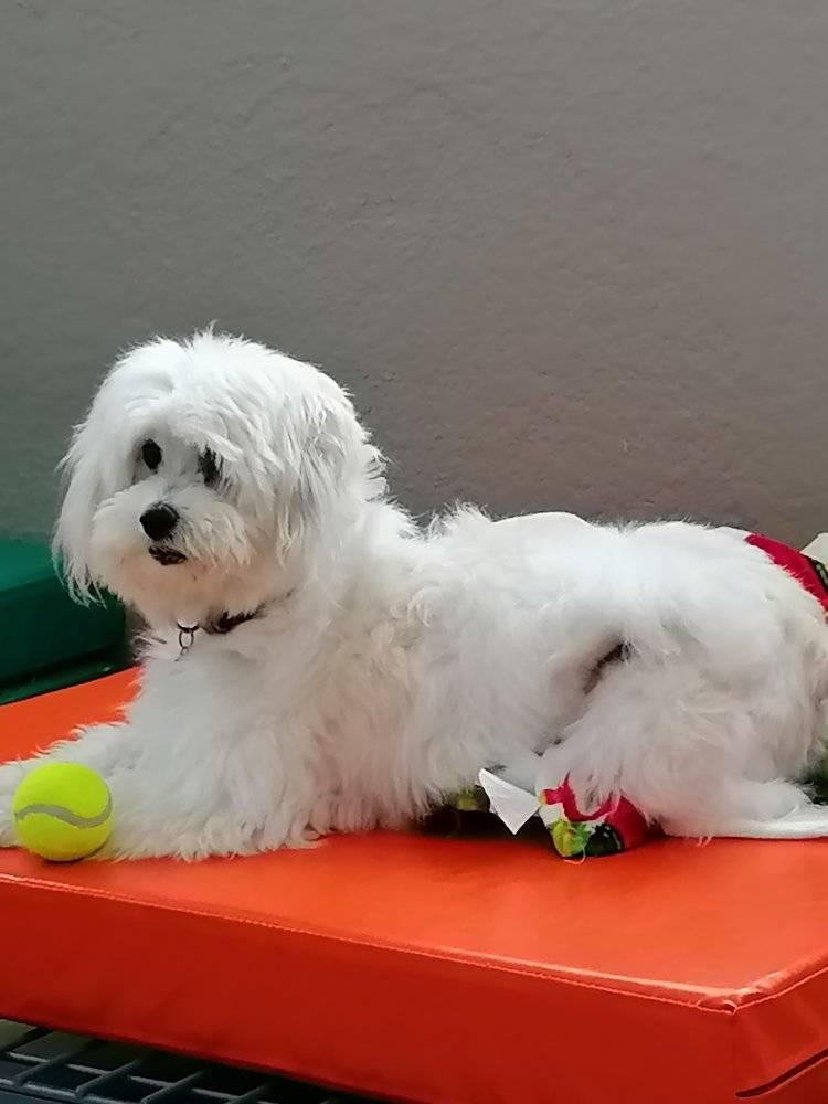 Dog Boarding 