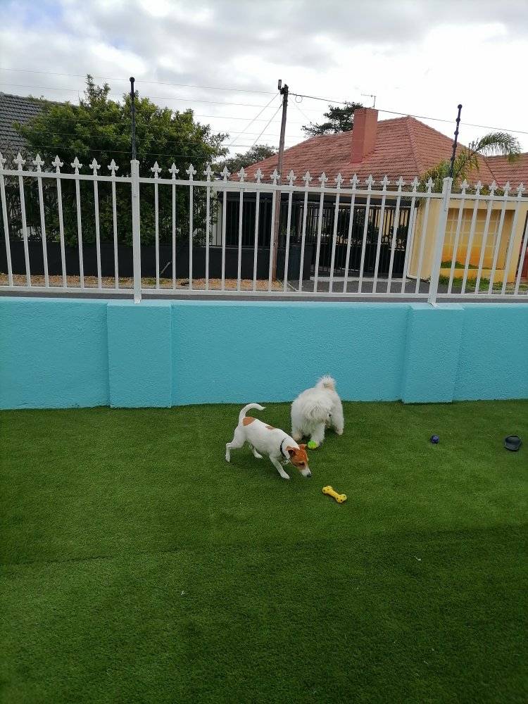 Dog DayCare 2