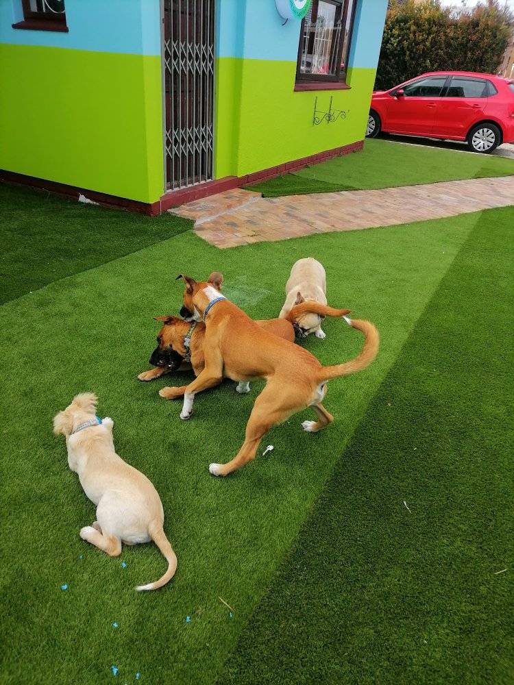 Dog DayCare 2