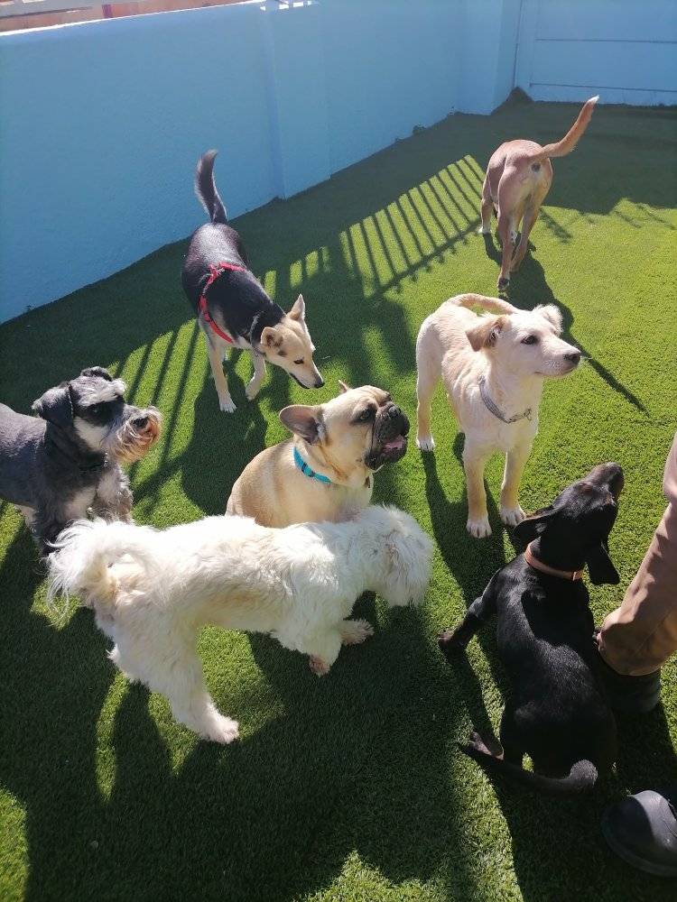 Dog DayCare 2