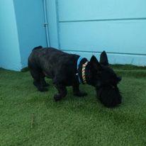 Dog DayCare 2