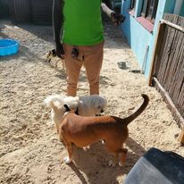 Dog DayCare 2