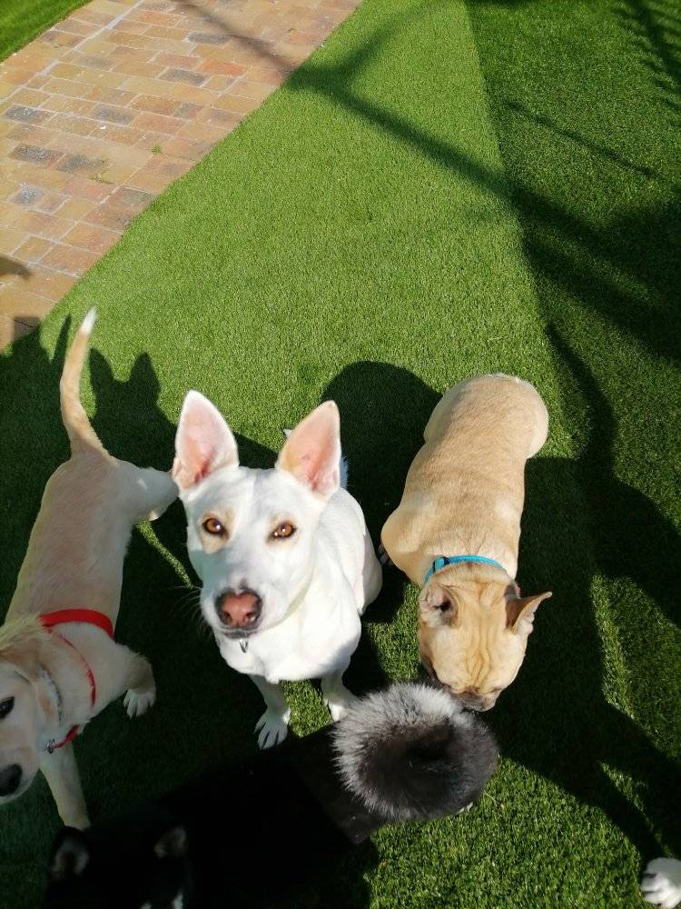 Dog DayCare 2