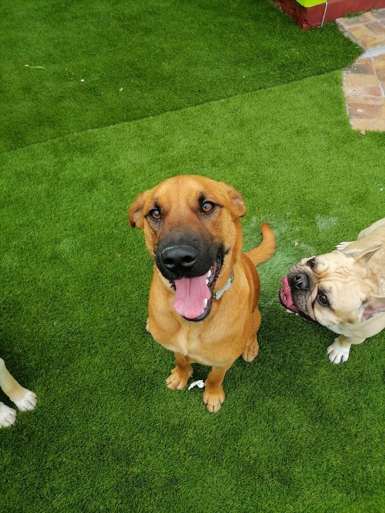 Dog Training 101: The Path to a Well-Behaved and Happy Dog