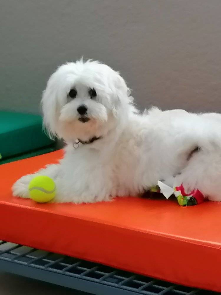 The Benefits of Dog Spas: Pampering Your Pup from Head to Tail