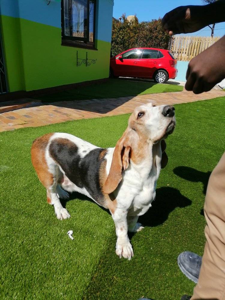  How Good Is Having a Dog?