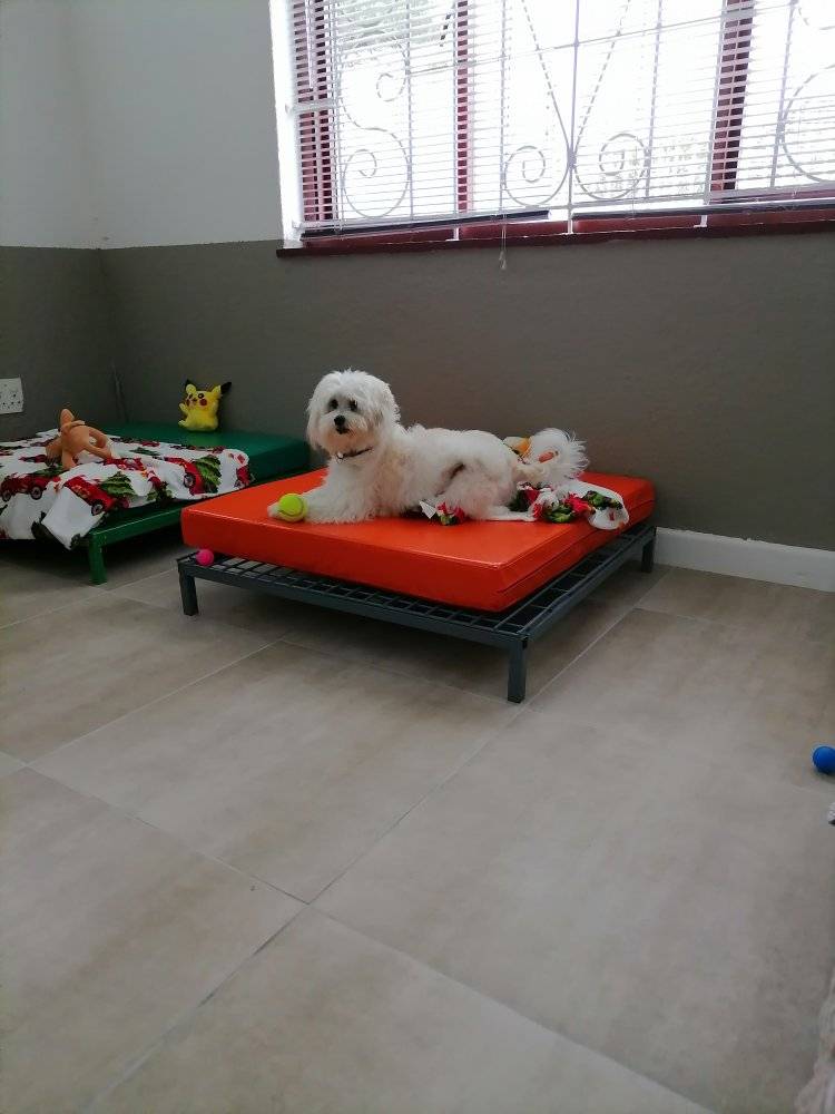 Dog Boarding 