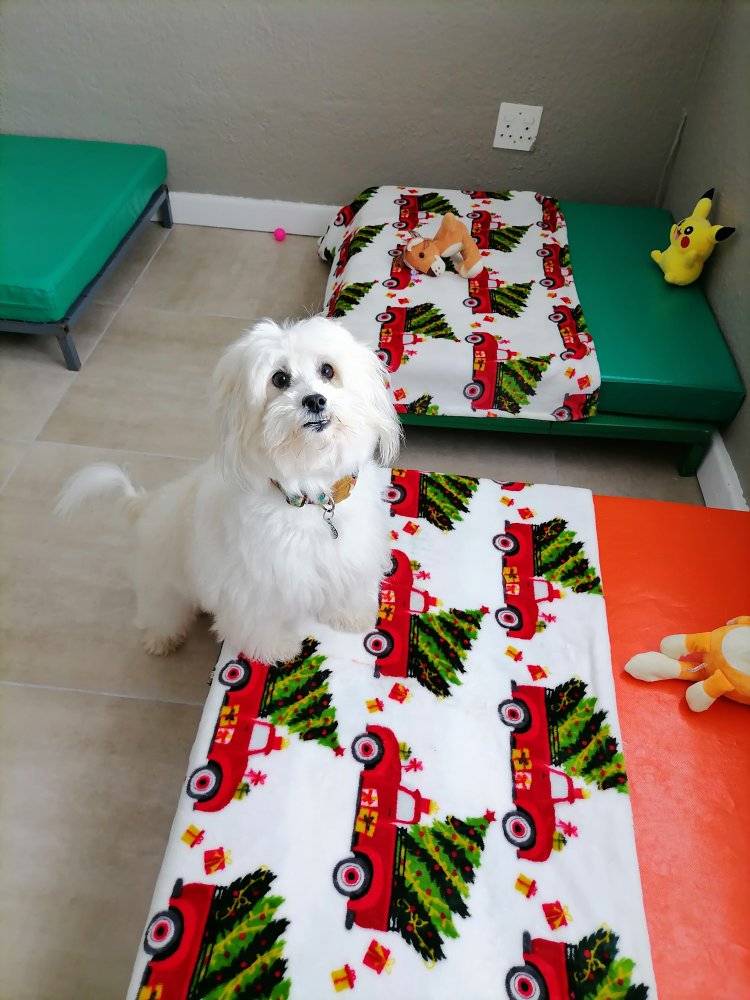 Dog Boarding 2