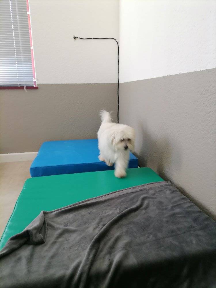 Dog Boarding 2